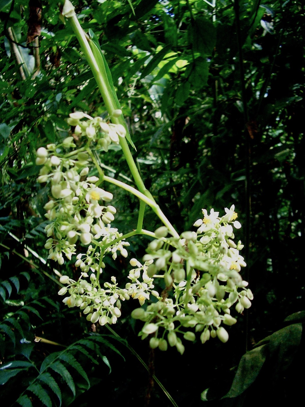 Image of Begonia glabra specimen.