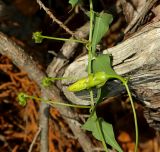 Convolvulus scammonia