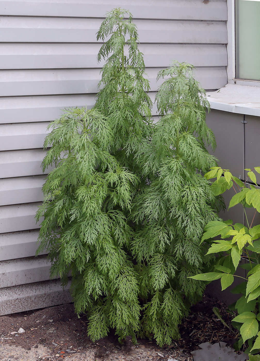 Изображение особи Artemisia sieversiana.