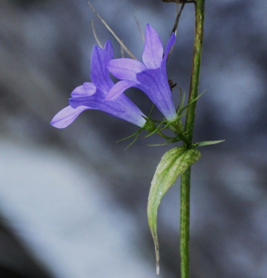 Image of Campanula spatulata specimen.