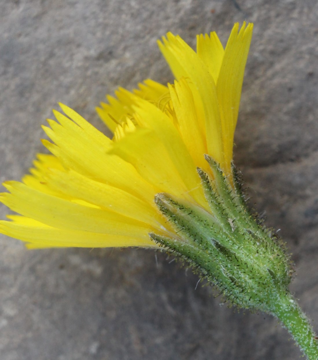 Image of Hieracium reticulatum specimen.