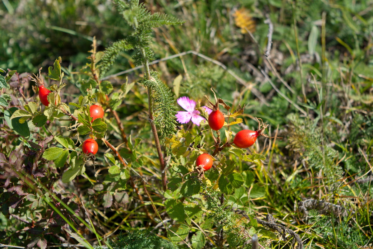 Image of genus Rosa specimen.