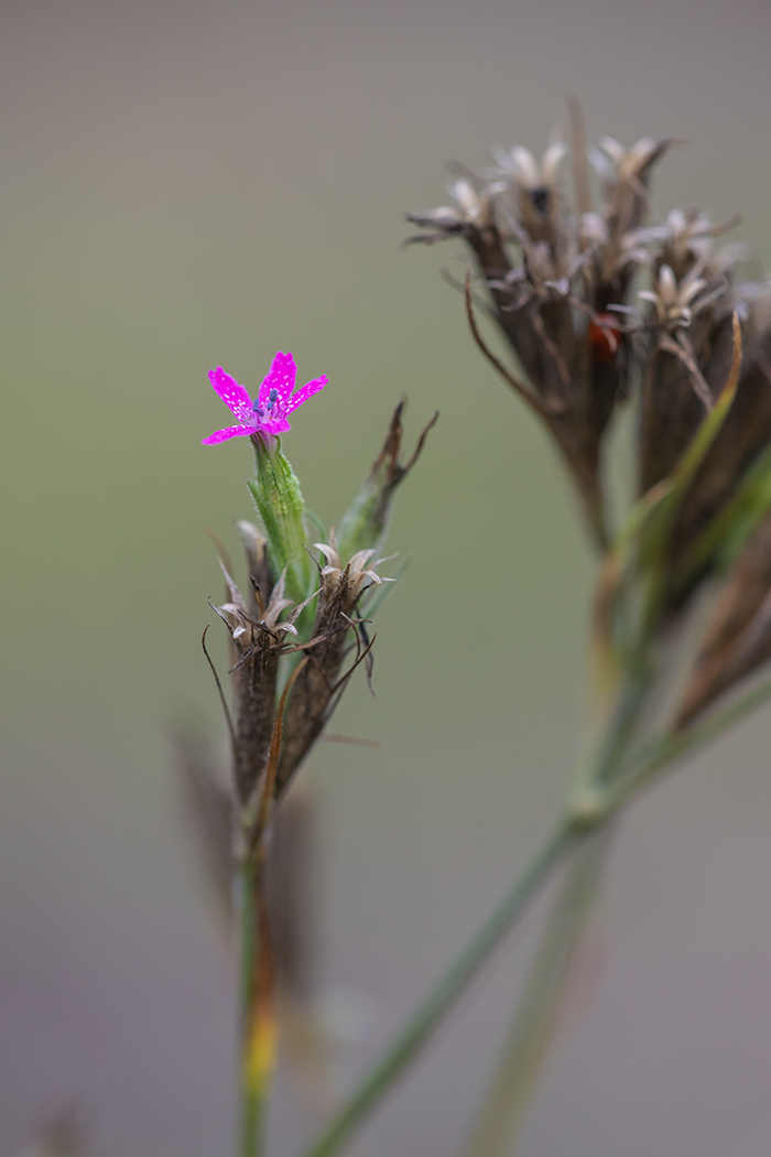 Image of Dianthus armeria specimen.