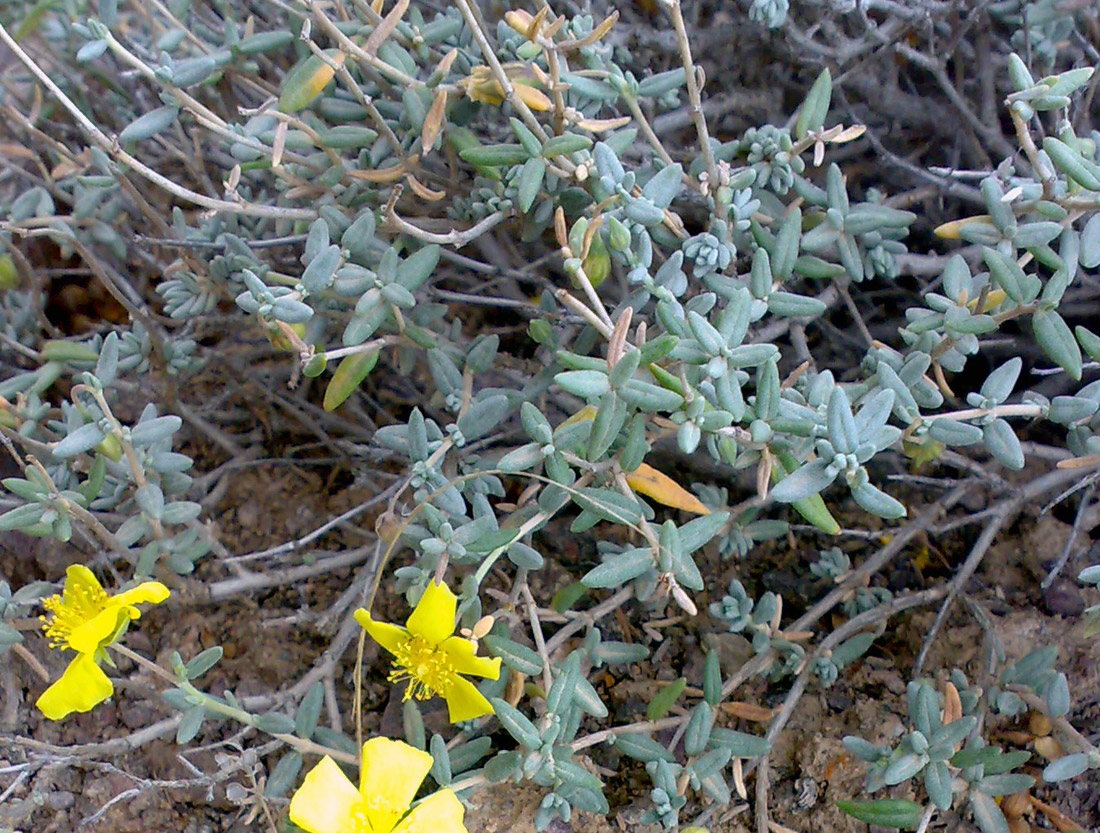 Изображение особи Helianthemum songaricum.