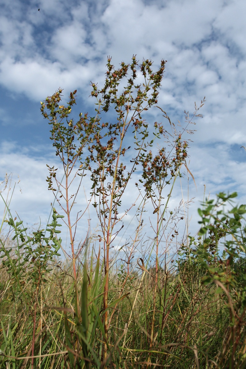 Image of Hypericum perforatum specimen.