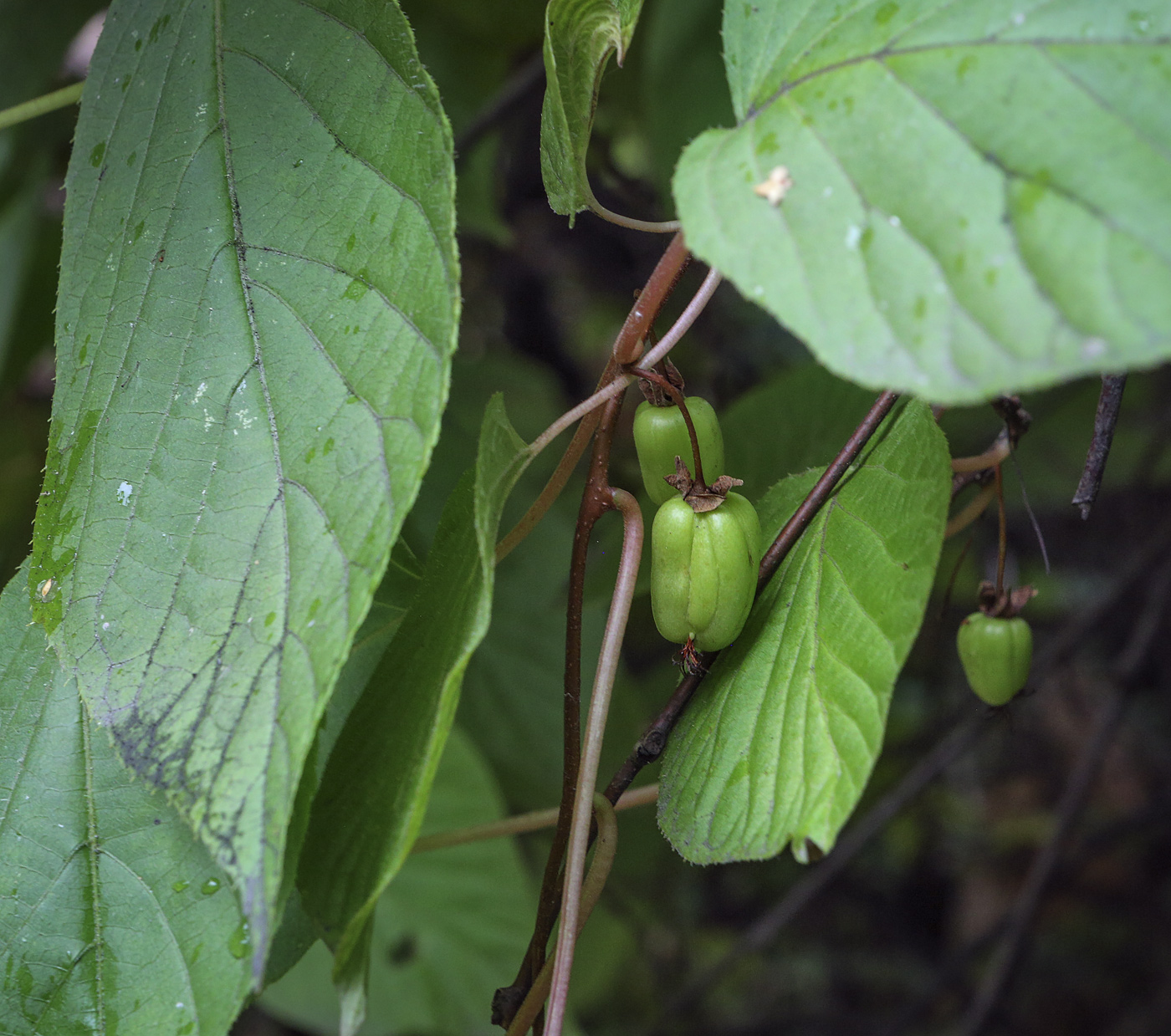 Image of Actinidia kolomikta specimen.