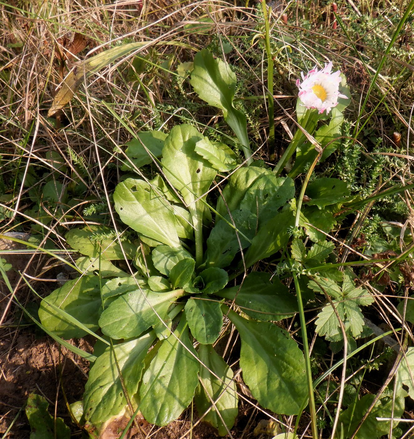 Image of Bellis perennis specimen.