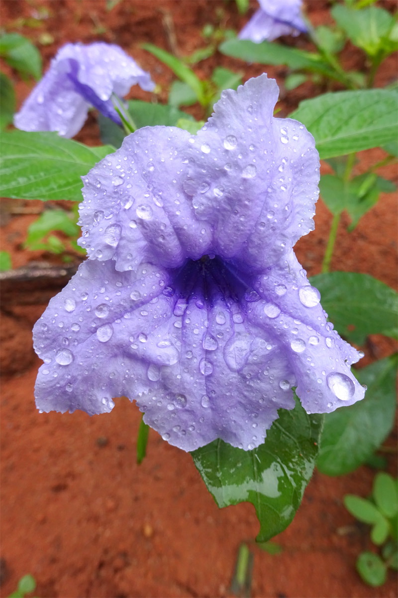 Image of Ruellia tuberosa specimen.