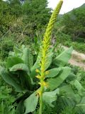 Eremurus fuscus. Соцветие в начале цветения (на заднем плане листья Ligularia sp.). Казахстан, окр. Алматы, Заилийский (Илейский) Алатау, Большое Алмаатинское ущелье, ≈ 1700 м н.у.м., по краю зарослей кустарников. 16.05.2018.