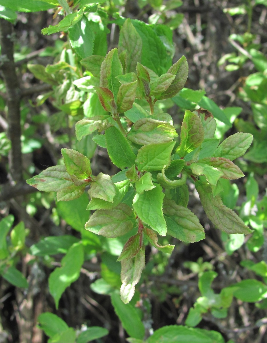 Image of Prunus spinosa specimen.