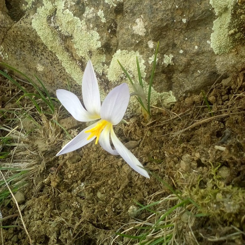 Image of Crocus artvinensis specimen.