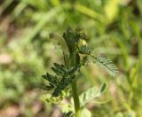 genus Pedicularis