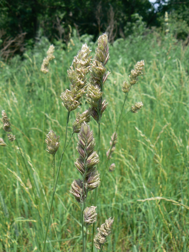 Image of Dactylis glomerata specimen.