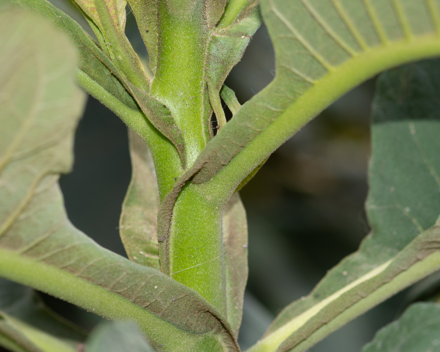 Image of familia Solanaceae specimen.