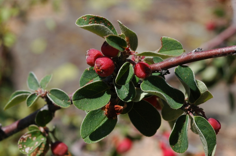 Image of Cotoneaster oliganthus specimen.