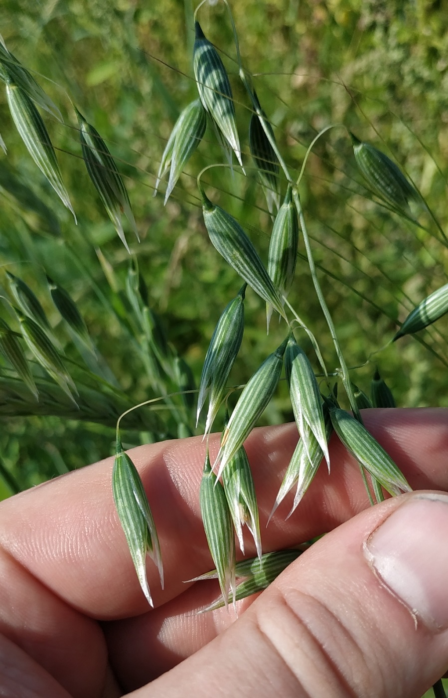 Image of Avena fatua specimen.