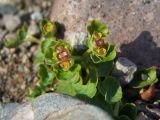 Chrysosplenium tetrandrum