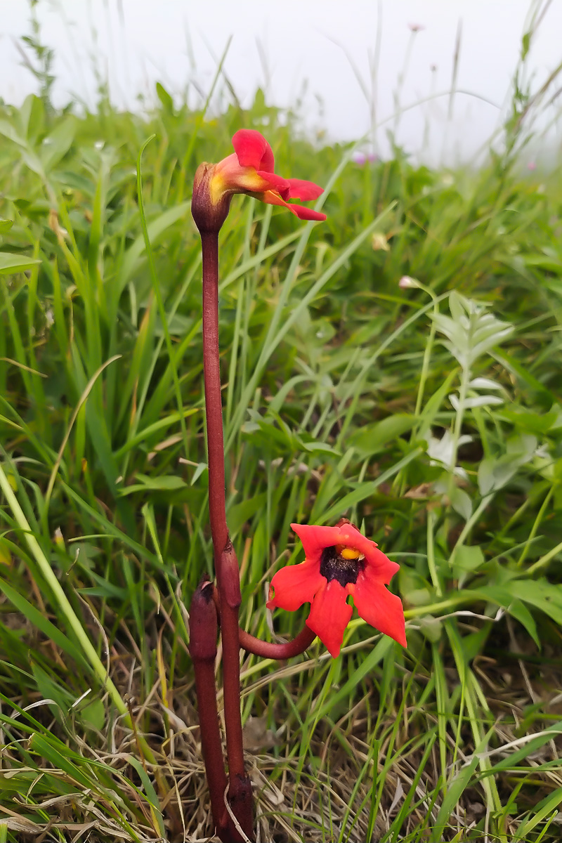 Изображение особи Phelypaea coccinea.