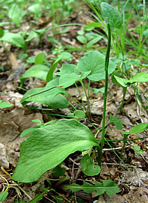 Image of Ophioglossum vulgatum specimen.