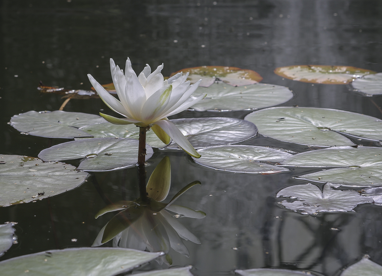 Изображение особи Nymphaea &times; marliacea.