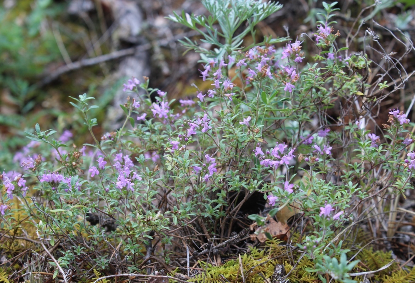 Image of Thymus uralensis specimen.