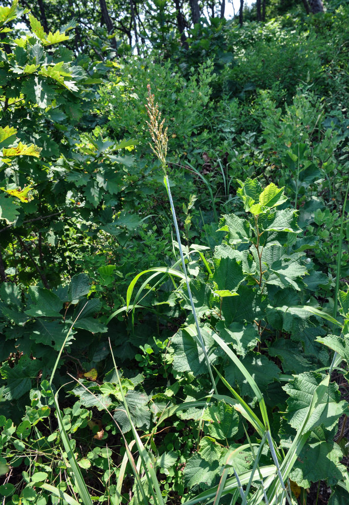 Изображение особи Spodiopogon sibiricus.