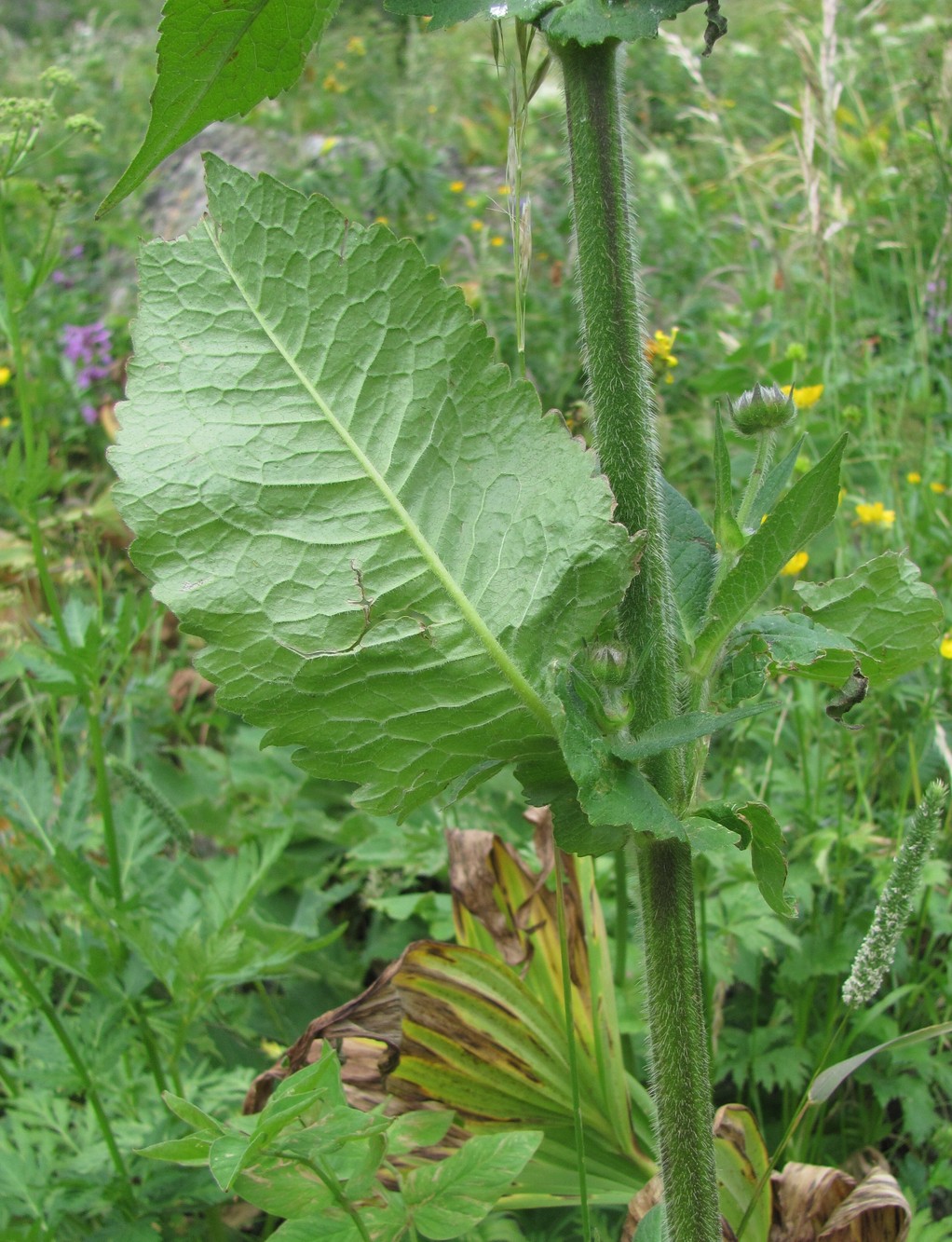 Изображение особи Knautia involucrata.