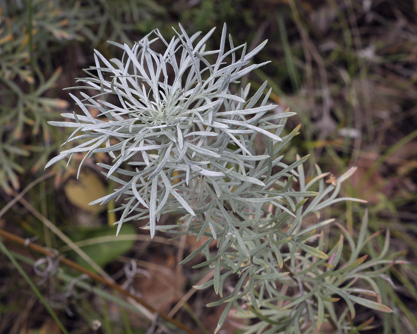 Image of Artemisia sericea specimen.