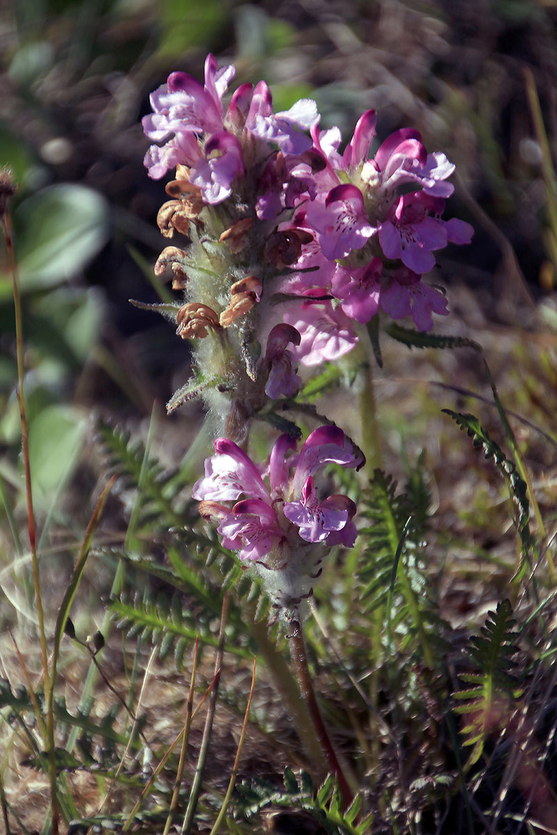 Изображение особи Pedicularis interioroides.