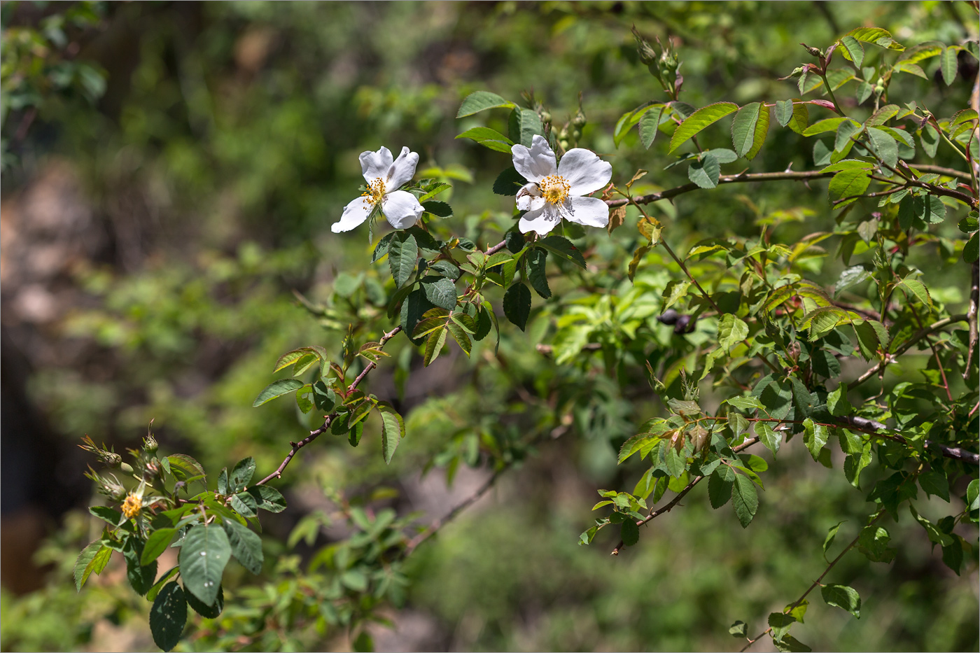 Image of genus Rosa specimen.