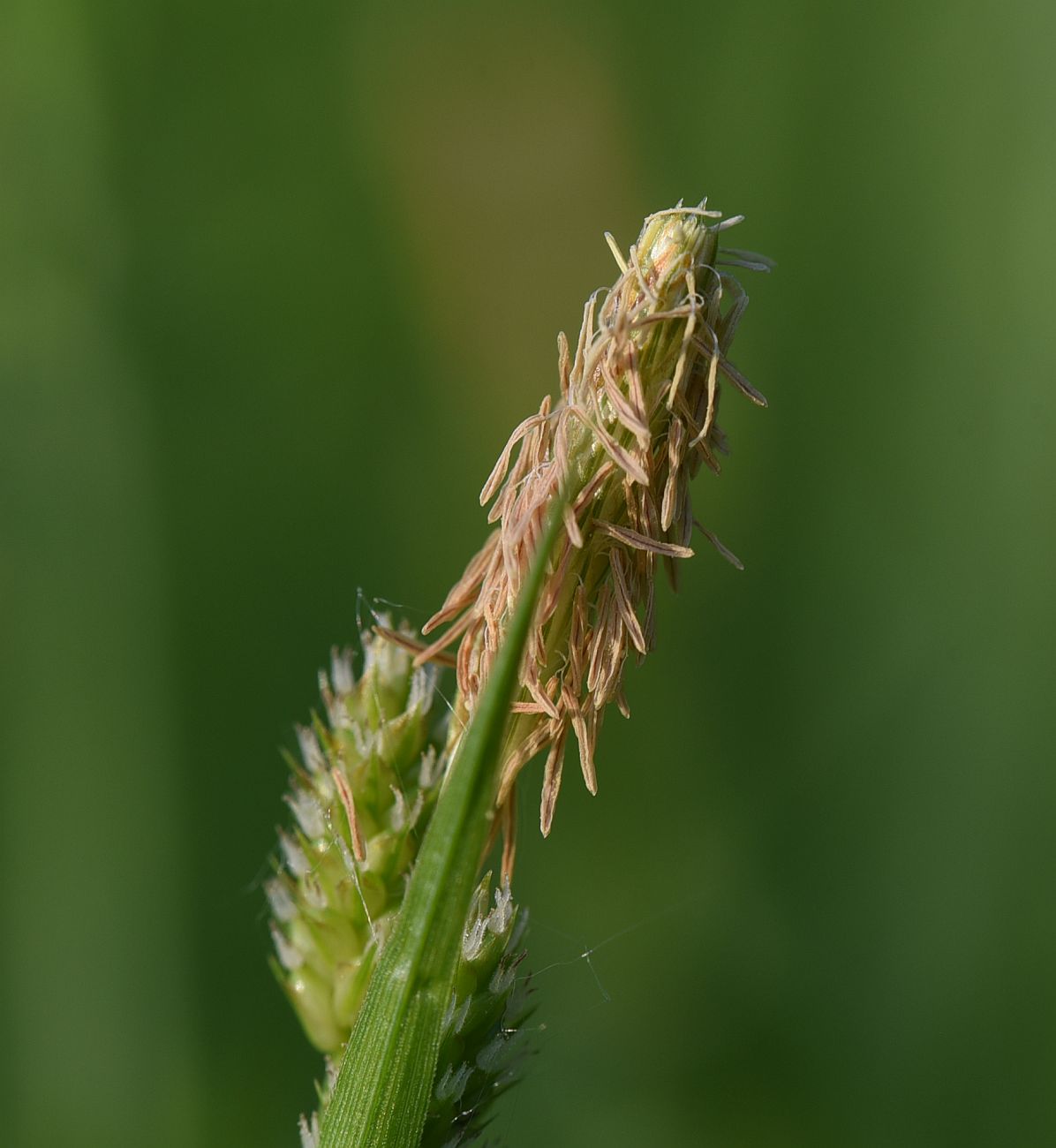 Изображение особи Carex pallescens.