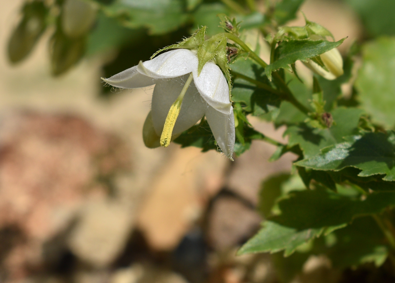 Изображение особи Campanula kemulariae.