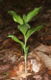 Cephalanthera caucasica. Вегетирующее растение. Дагестан, Табасаранский р-н, окр. с. Татиль, буковый лес. 23 мая 2022 г.
