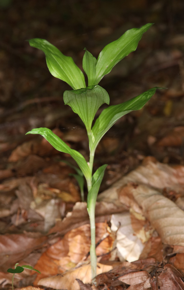 Image of Cephalanthera caucasica specimen.