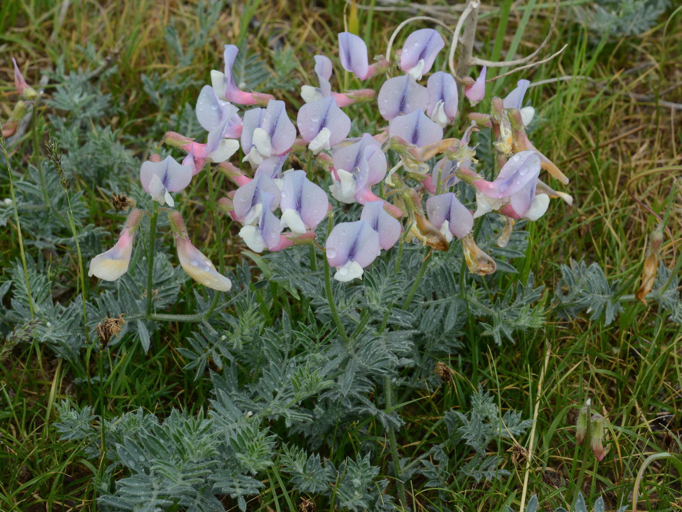 Изображение особи Vicia subvillosa.