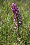 Orchis militaris. Верхушка побега с соцветием. Ленинградская обл., Гатчинский р-н, окр. пос. Пудость, заброшенный травертиновый карьер, поляна среди кустарников на берегу озерка. 11.06.2022.