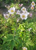 Смотреть изображение Anemone hupehensis