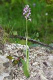 Orchis militaris subspecies stevenii. Цветущее растение (высота — 35 см, длина соцветия — 9,5 см). Краснодарский край, Туапсинский р-н, Шепсинское с/п, окр. с. Дедеркой, участок каменистого склона над трассой. 17 мая 2022 г.