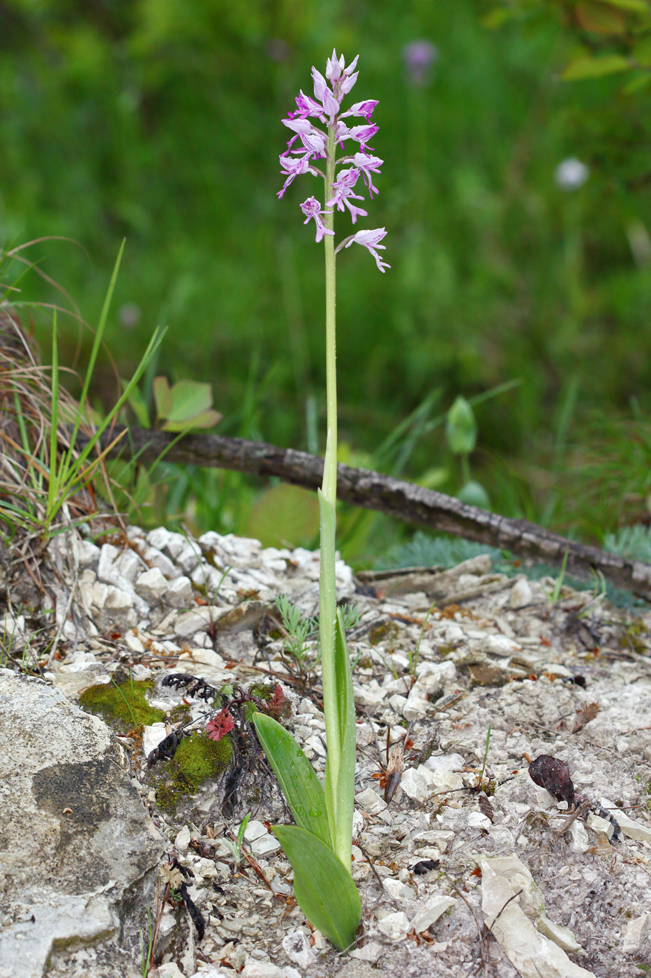 Image of Orchis militaris ssp. stevenii specimen.