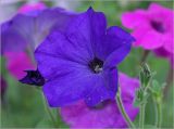 Petunia × hybrida