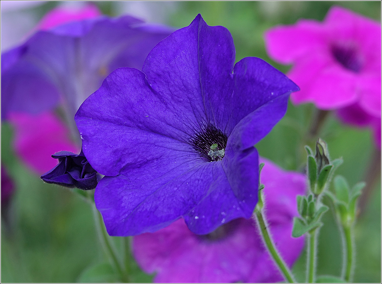 Изображение особи Petunia &times; hybrida.