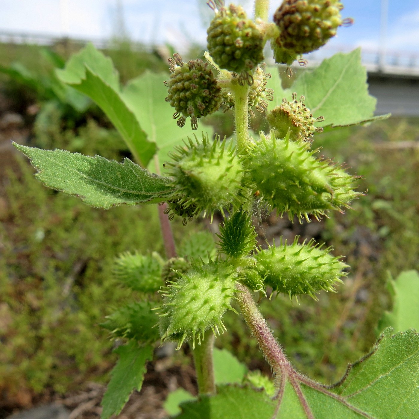 Image of Xanthium strumarium specimen.