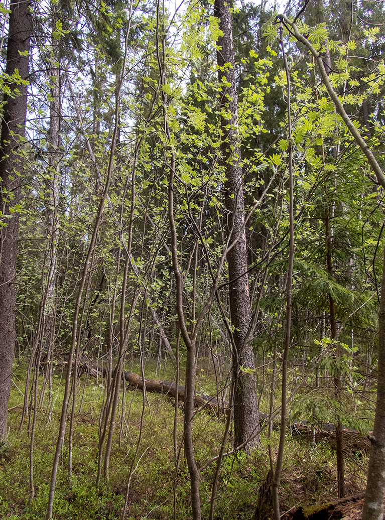 Image of Sorbus aucuparia specimen.