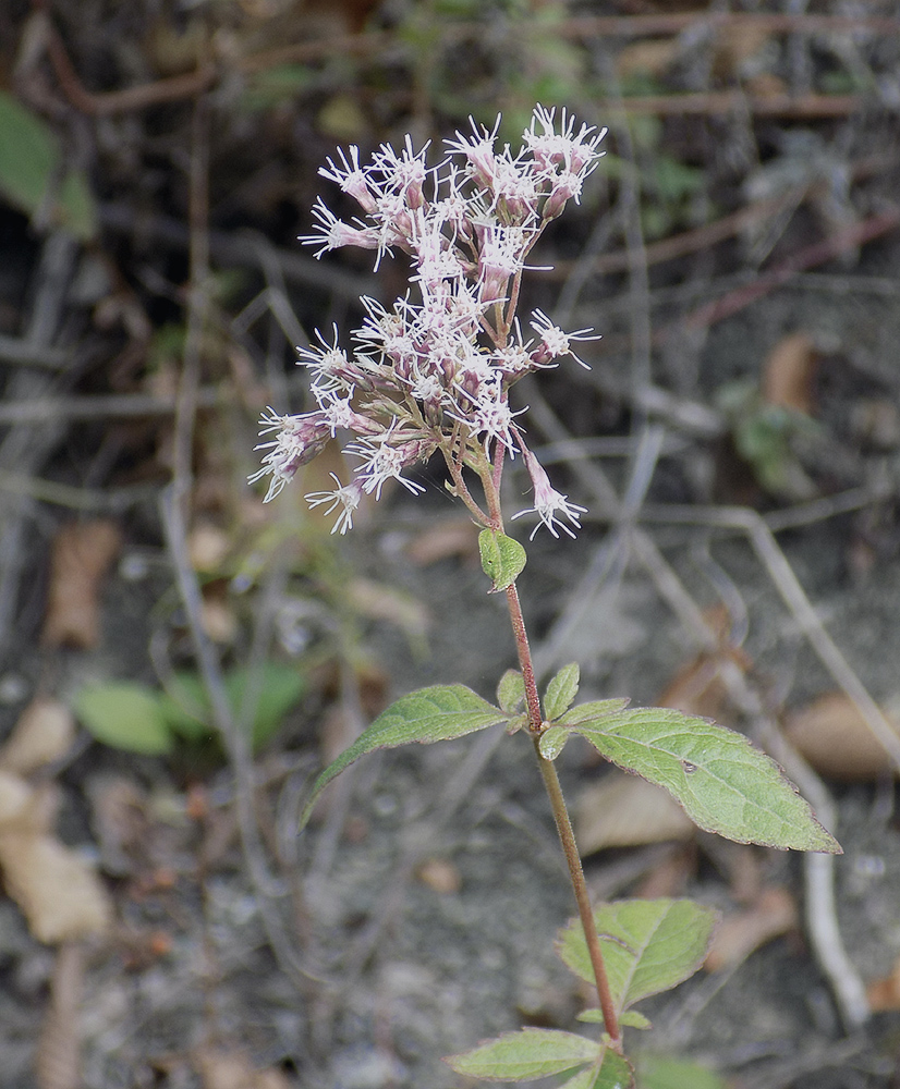 Image of Eupatorium cannabinum specimen.