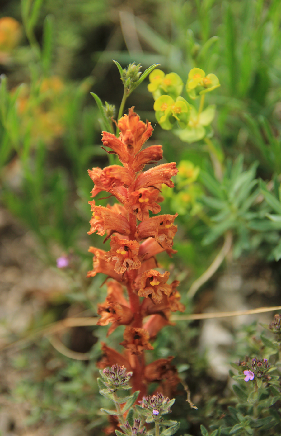 Image of Orobanche alba ssp. xanthostigma specimen.