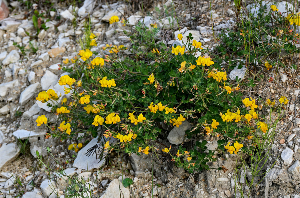 Image of Lotus caucasicus specimen.