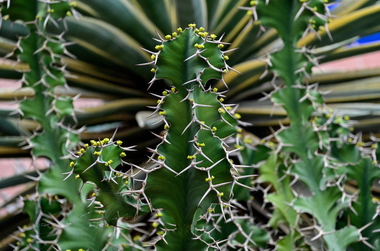 Image of Euphorbia grandicornis specimen.