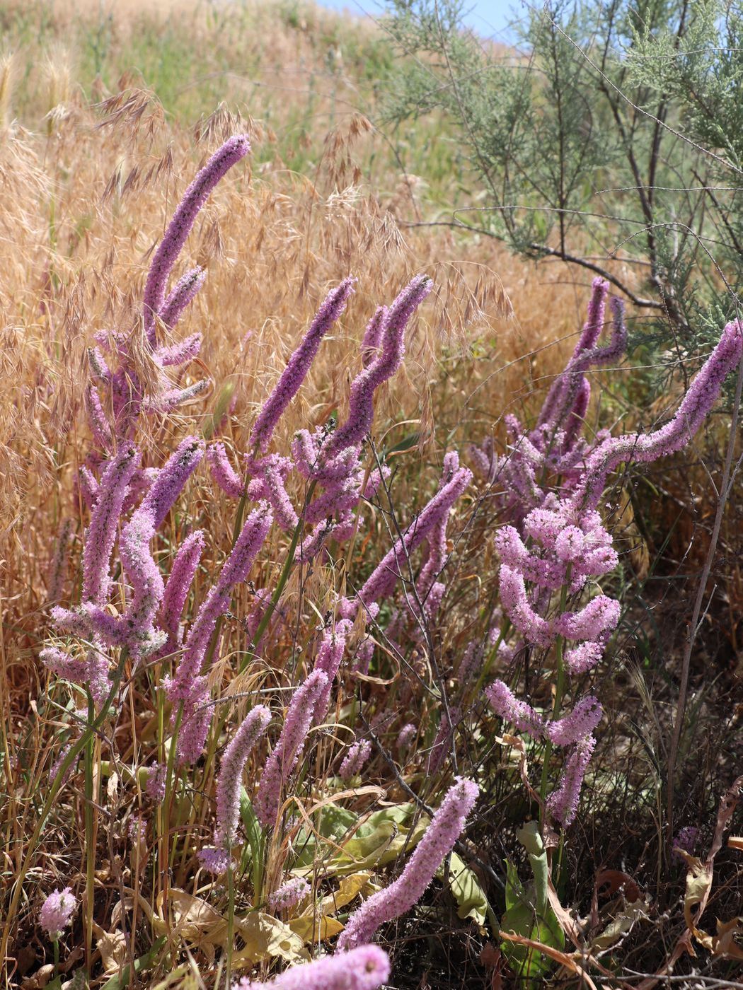 Изображение особи Psylliostachys suworowii.