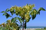 Ailanthus altissima