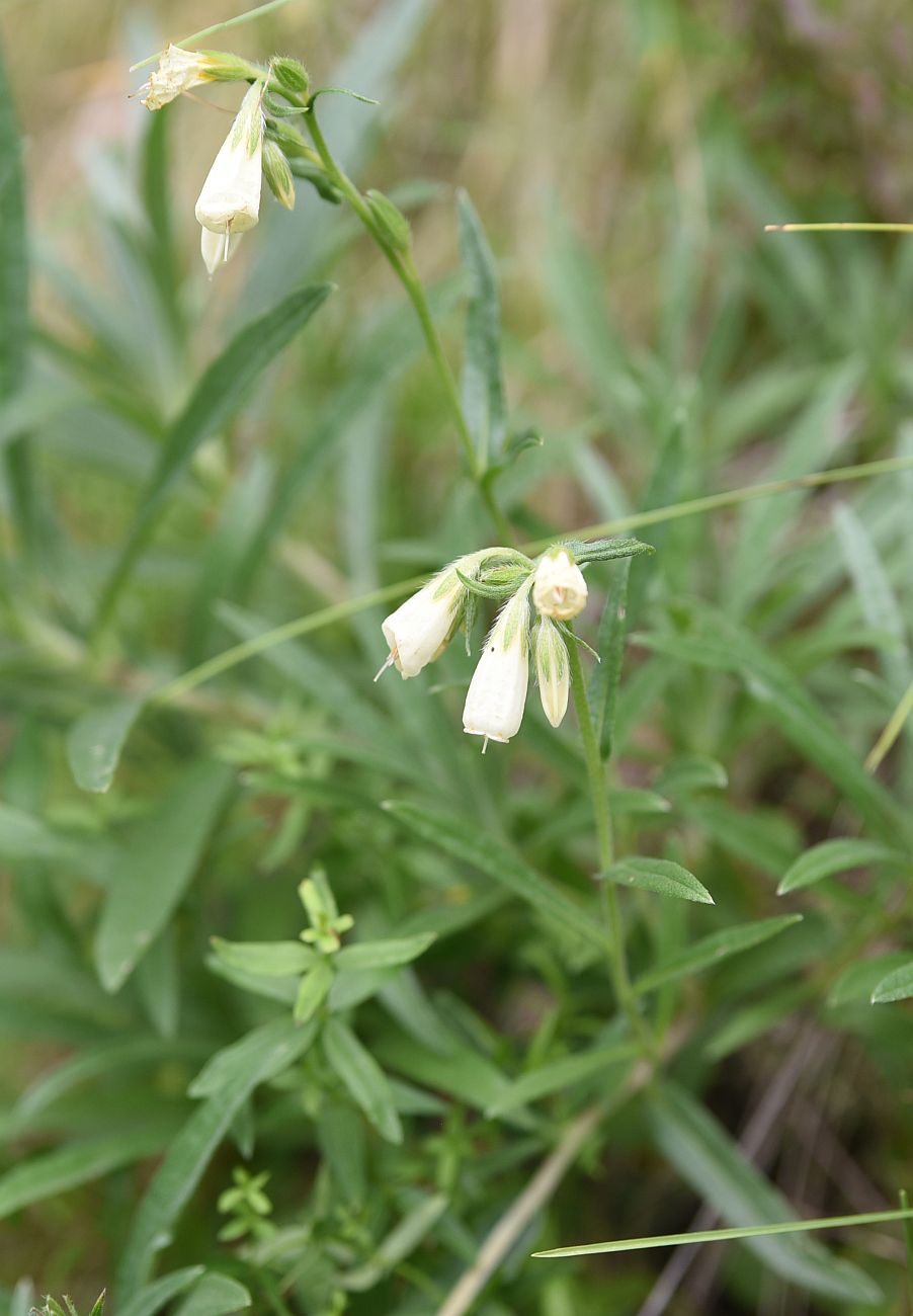 Изображение особи род Onosma.